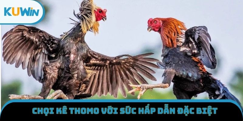 Chọi kê Thomo với sức hấp dẫn đặc biệt