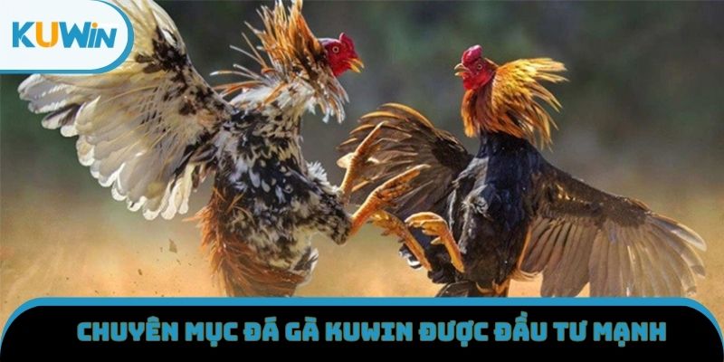 Chuyên mục đá gà KUWIN được đầu tư mạnh