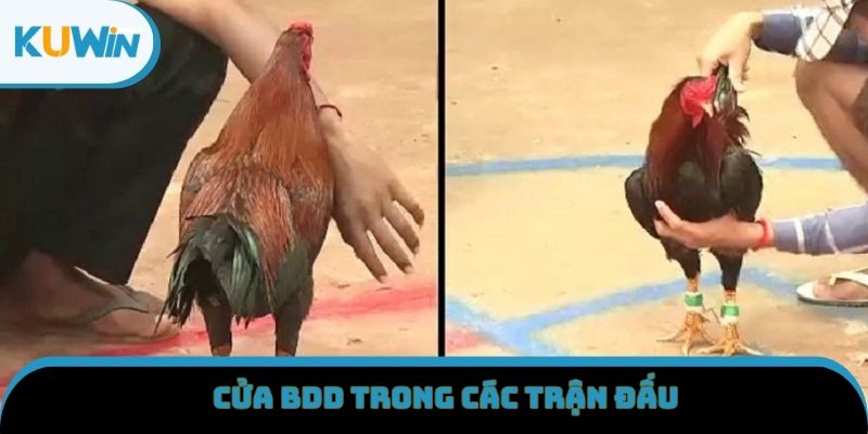 Cửa BDD trong các trận đấu