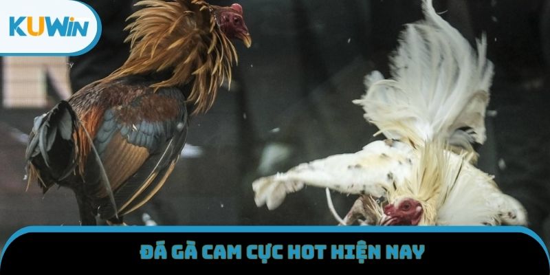 Đá gà Cam cực hot hiện nay