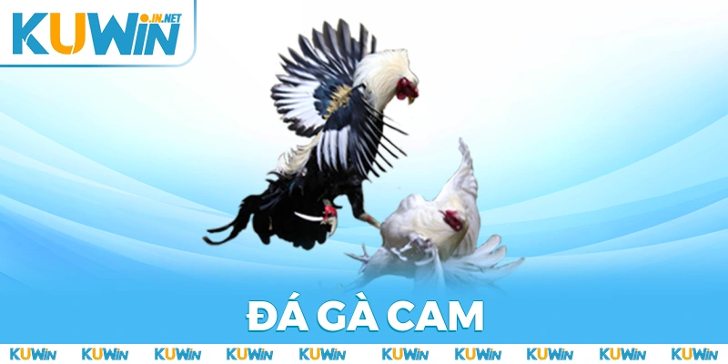 Đá Gà Cam - Trải Nghiệm Đặc Sắc, Hấp Dẫn Và Chuyên Nghiệp