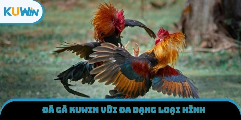 Đá gà KUWIN với đa dạng loại hình