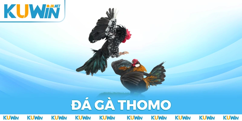 Đá Gà Thomo - Thỏa Mãn Đam Mê Với Những Trận Đấu Cực Hot