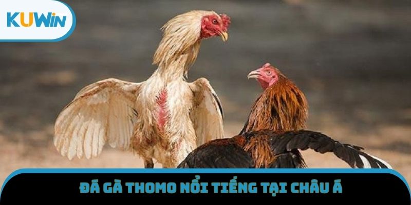 Đá gà Thomo nổi tiếng tại châu Á