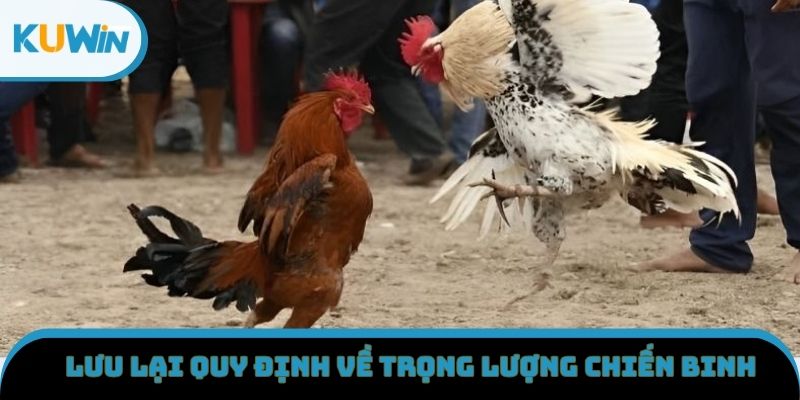 Lưu lại quy định về trọng lượng chiến kê