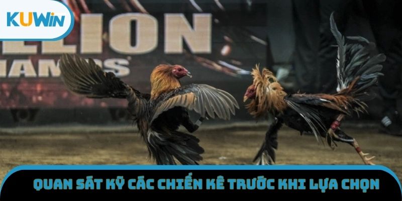 Quan sát kỹ các chiến kê trước khi lựa chọn