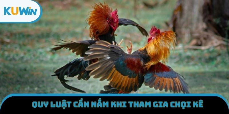 Quy luật cần nắm khi tham gia chọi kê