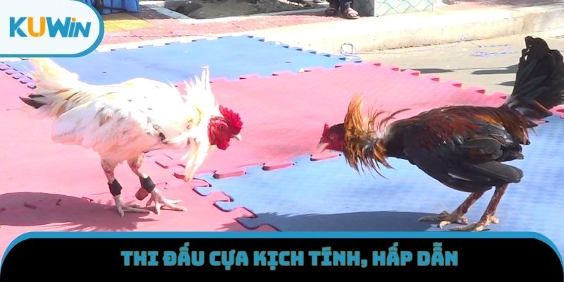 Thi đấu cựa sắt kịch tính, hấp dẫn
