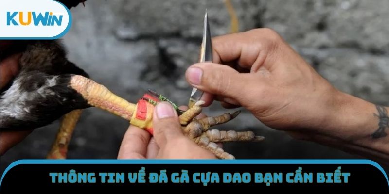 Thông tin về đá gà cựa dao bạn cần biết