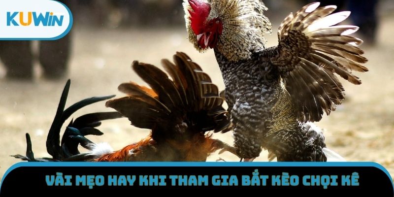 Vài mẹo hay khi tham gia bắt kèo chọi kê